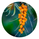 sea buckthorn photo